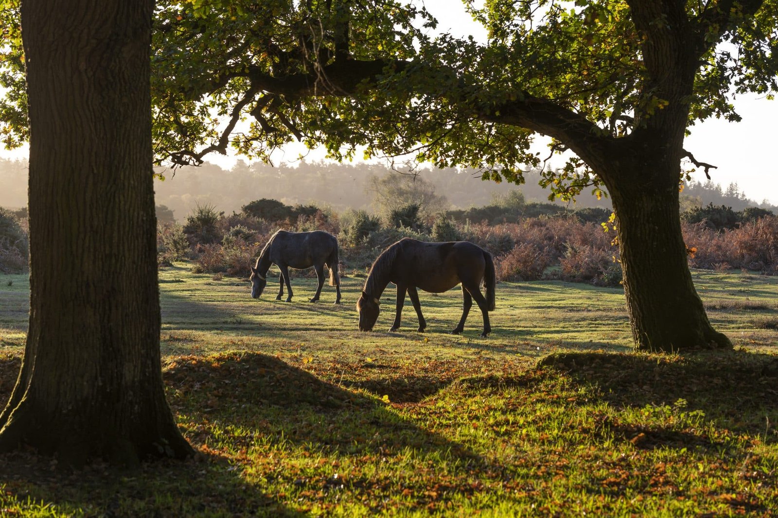 Two horses in woodland during sunrise in New Forest, Hampshire, England