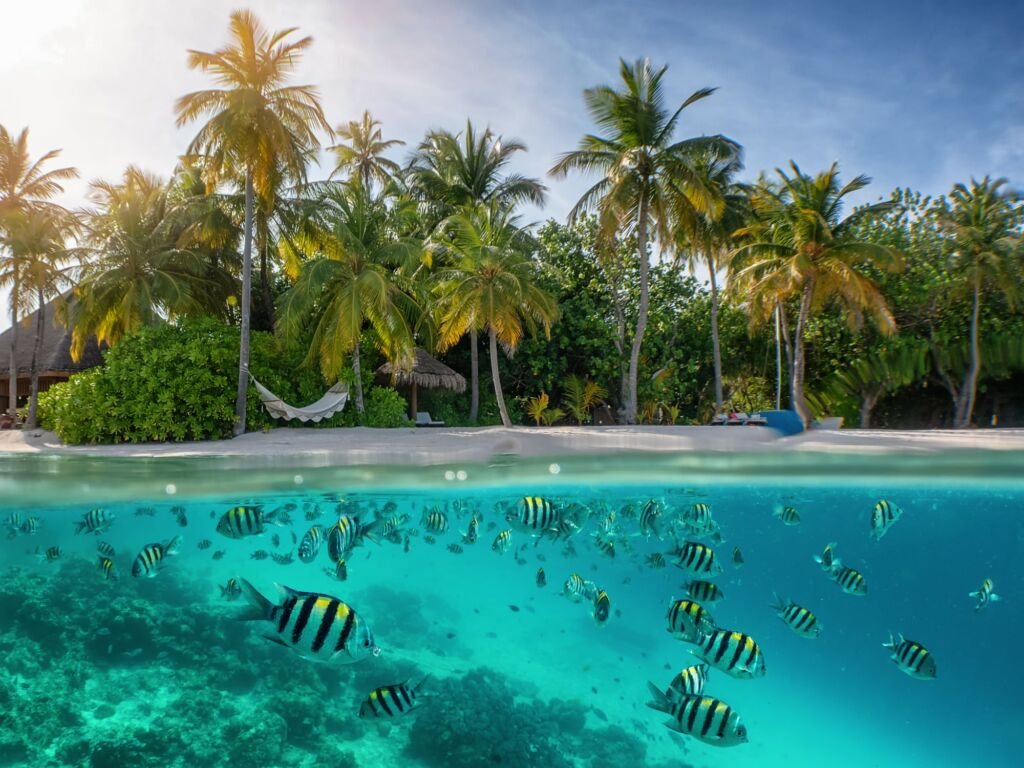 Split view to a tropical beach with palm trees and undersea with colorful fish and corals