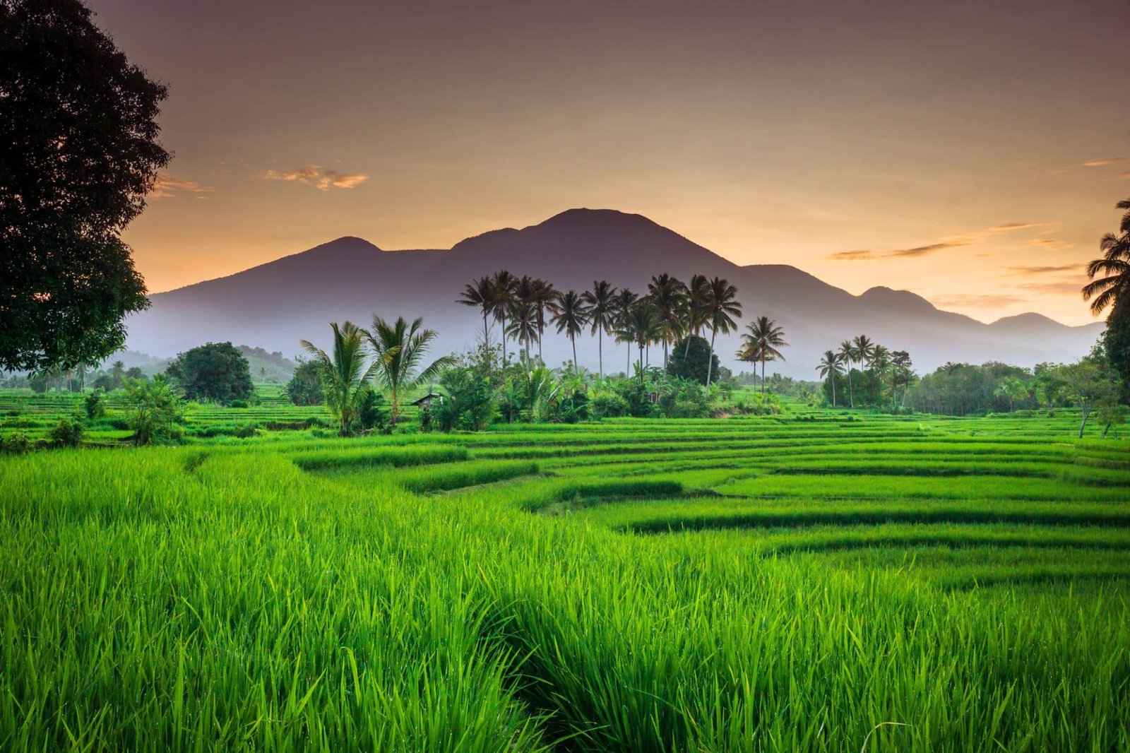morning view in the rice fields with green rice and clear sky smoldering over the mountain range