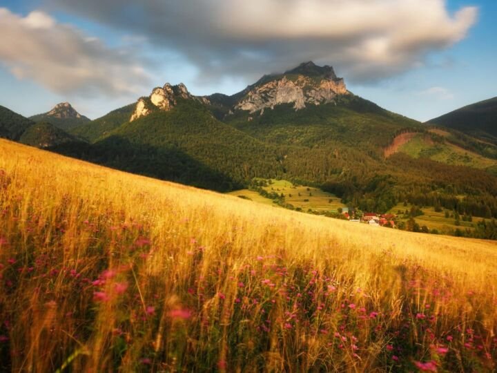 A meadow full of beautiful mountain flowers in the background of the Mala Fatra mountains. Discover the spring beauty of the mountains.