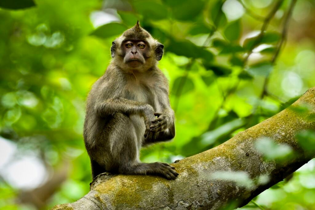 Wild macaque monkey in natural environment
