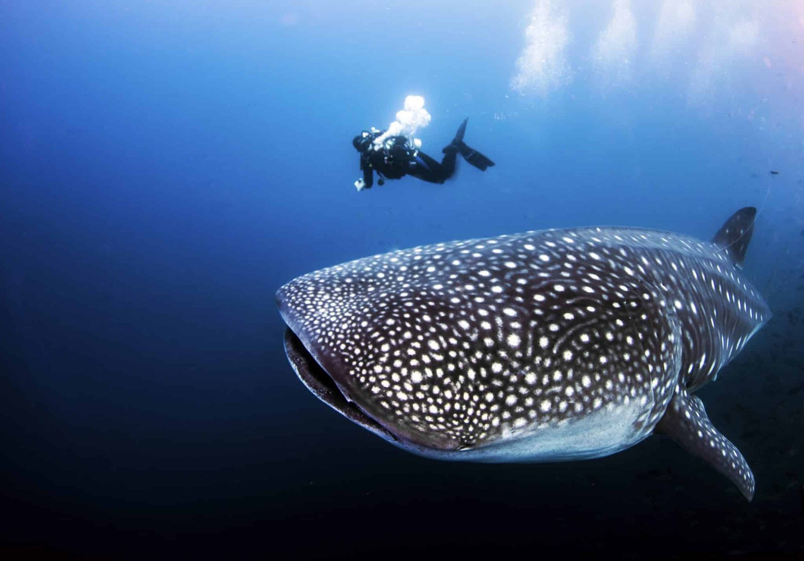 A divemaster can be used as scale to see the size of a pregnant female adult whale shark underwater