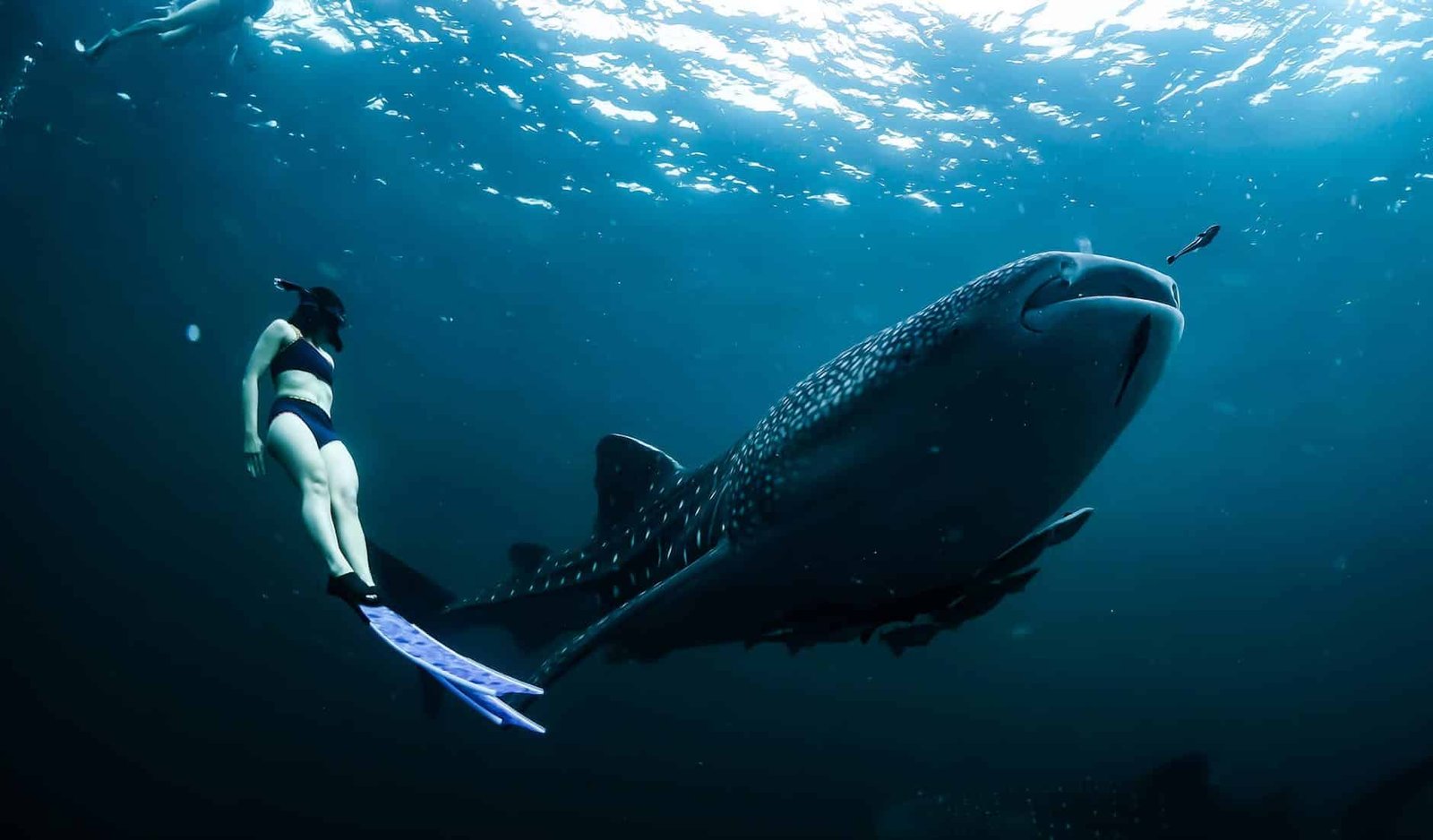 woman swimming next to whale shark underwater