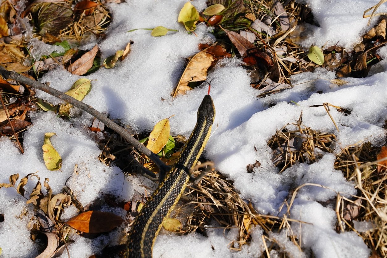 Common Garter snake slithering through the Autumn Fall cold snow ground outside of Oshkosh, Wisconsin