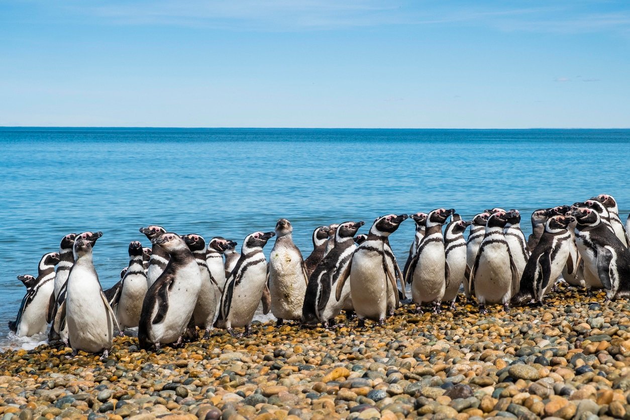 The biggestcolony of Magellanic penguins on the shore of the Atlantic Ocean in breeding season. Summer in the Argentine Patagonia