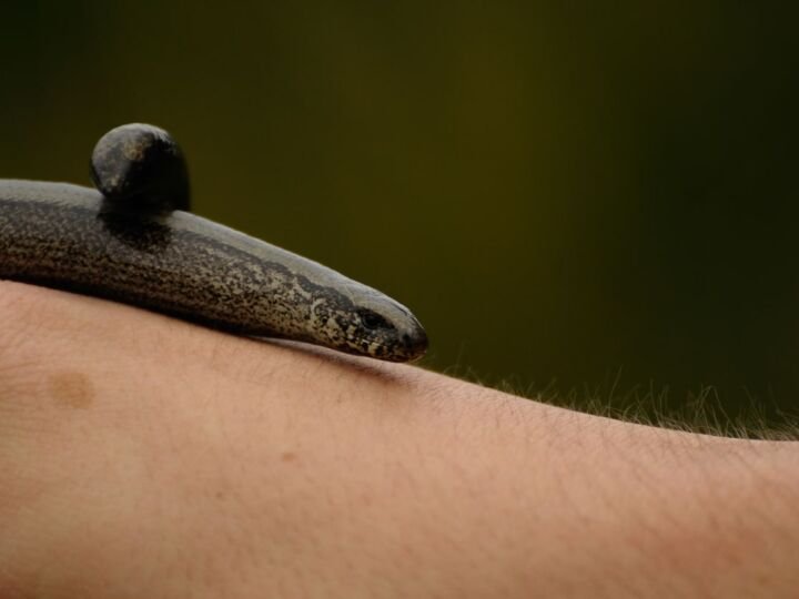 The Juvenile Slow Worm aka Blind Snake on anonymous male's arm against green