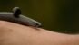The Juvenile Slow Worm aka Blind Snake on anonymous male's arm against green