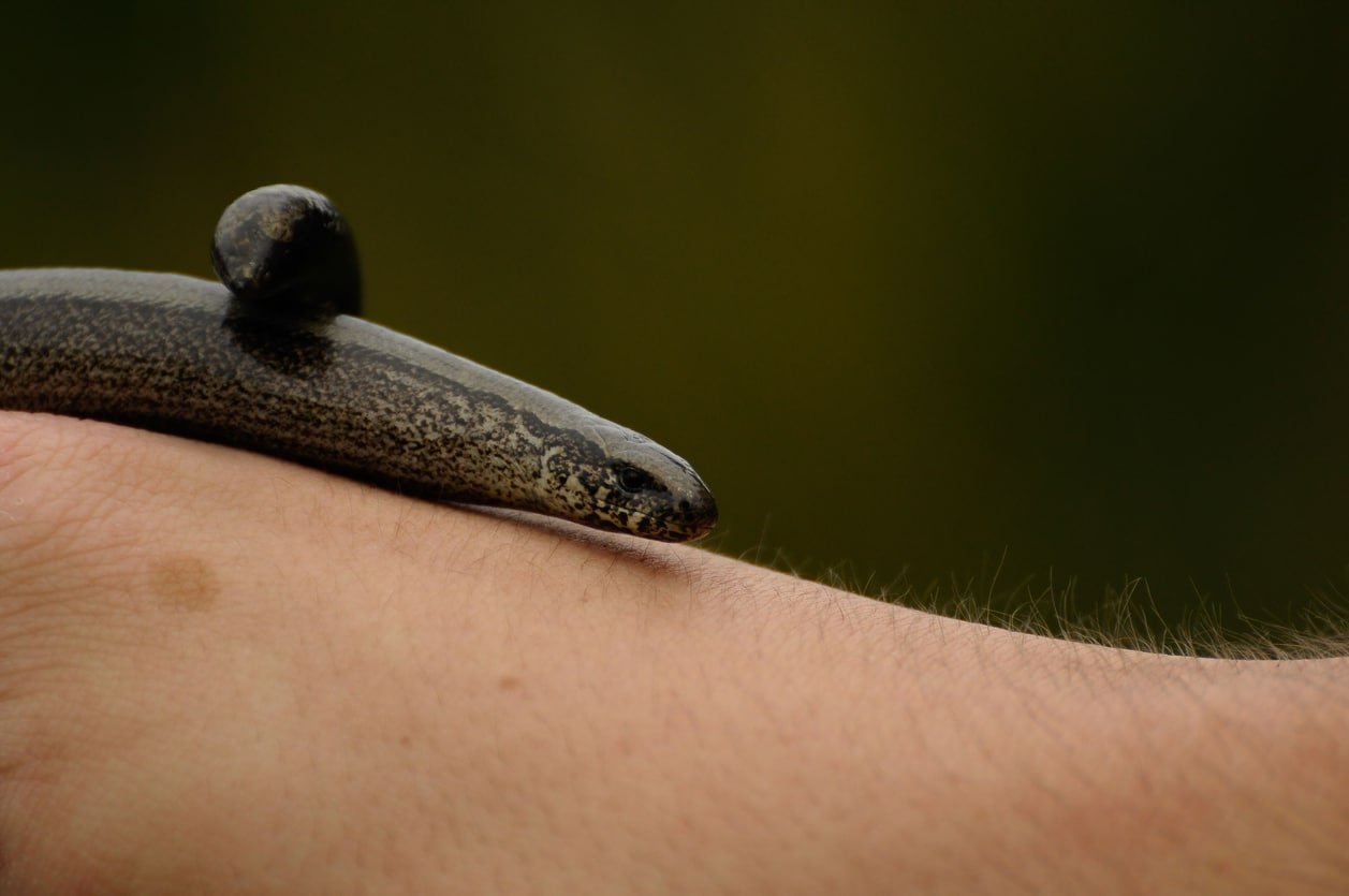 The Juvenile Slow Worm aka Blind Snake on anonymous male's arm against green
