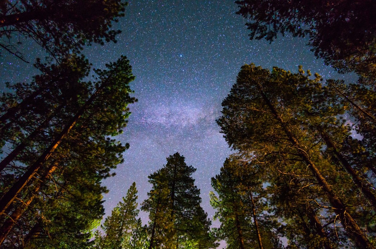 Milky way over a redwood forest, California