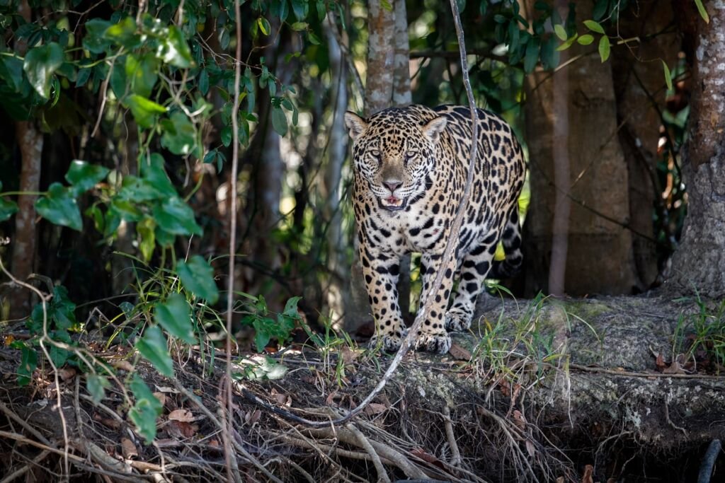 Jaguar amongst rainforest