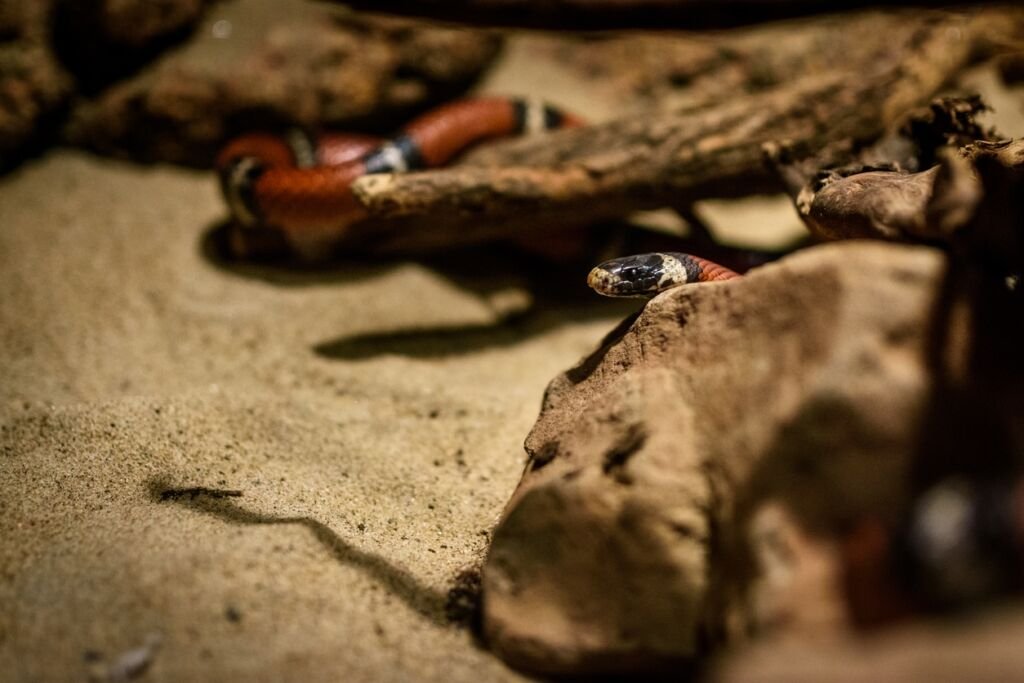 A milk snake looking around