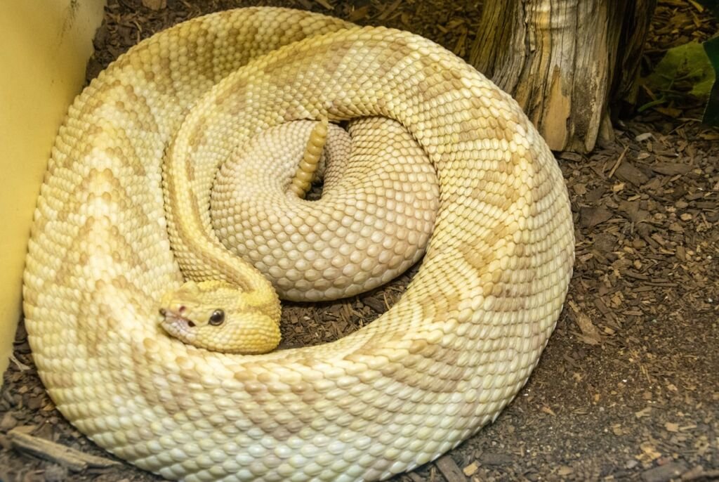 Northwestern Neotropical Rattlesnake (Crotalus simus culminatus) exhibiting color aberration known as xanthism