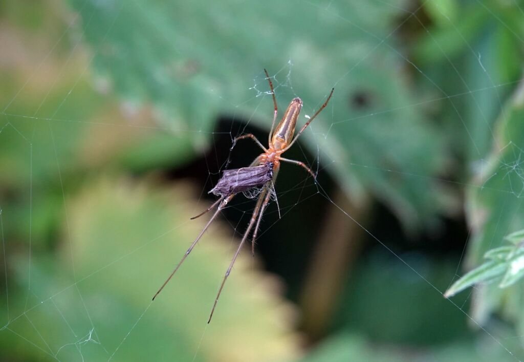 A long jawed orb weaver spider with captured prey suspended in a silk web.