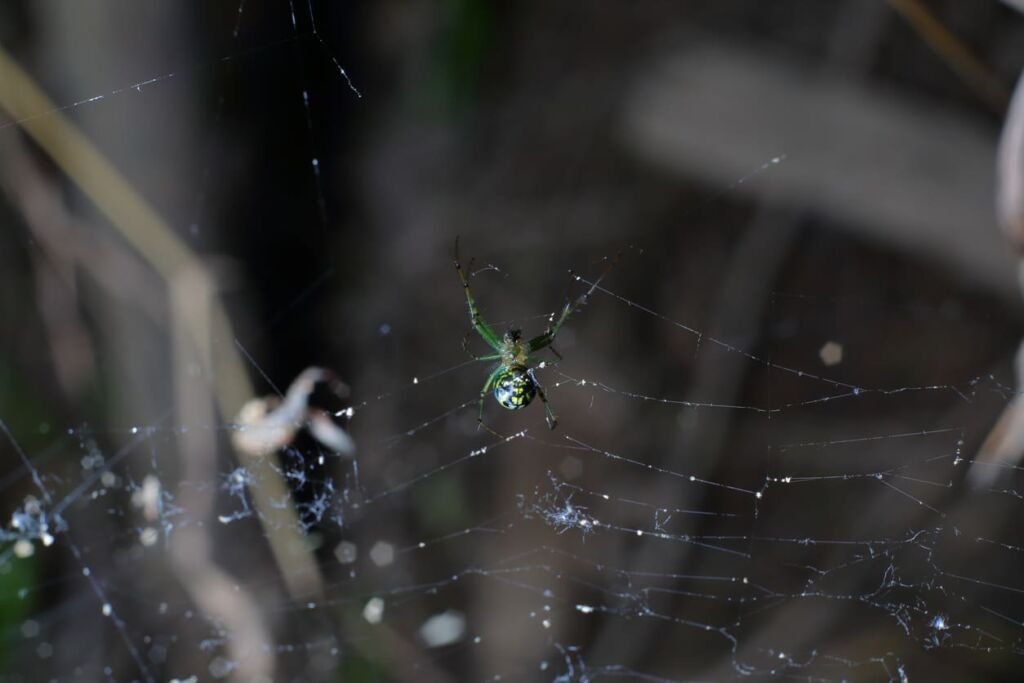 A scary orchard spider at the edge of the its web in the middle of the dark forest.