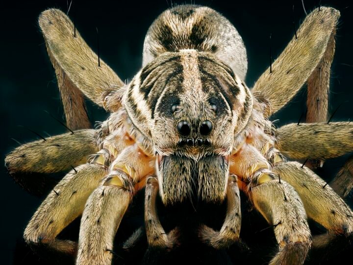 Macro close up of a wolf spider isolated on a dark background macro photography