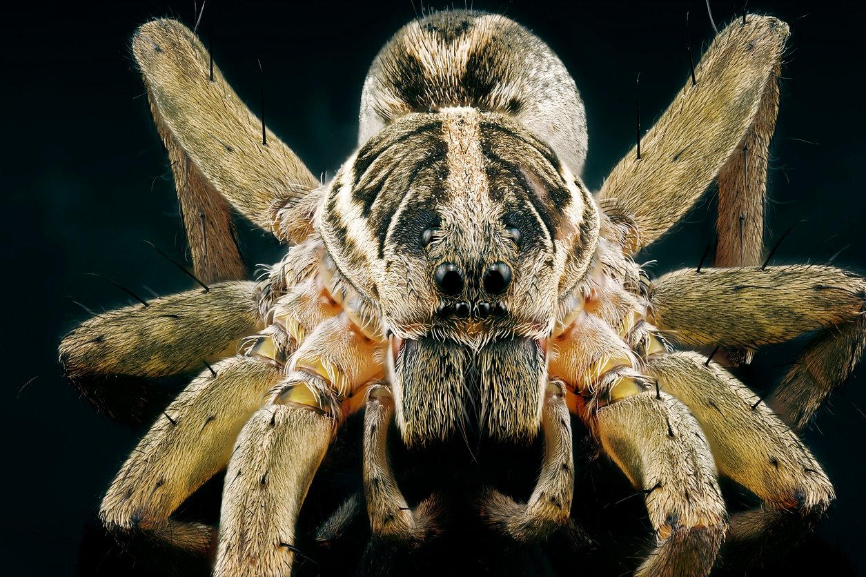 Macro close up of a wolf spider isolated on a dark background macro photography