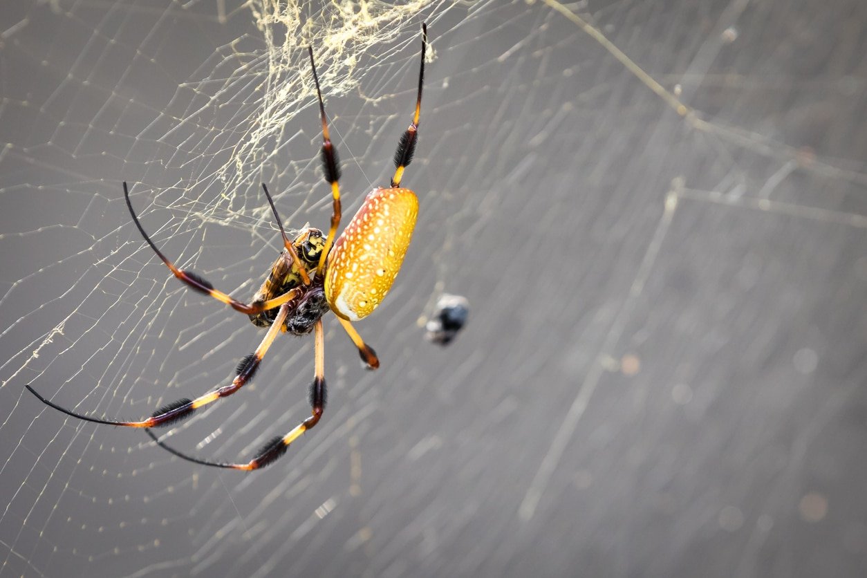 A close up of a banana spider in her web