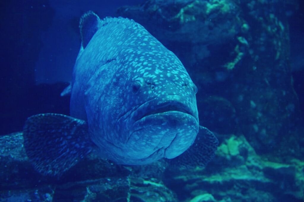 Goliath grouper lying on the bottom of the sea