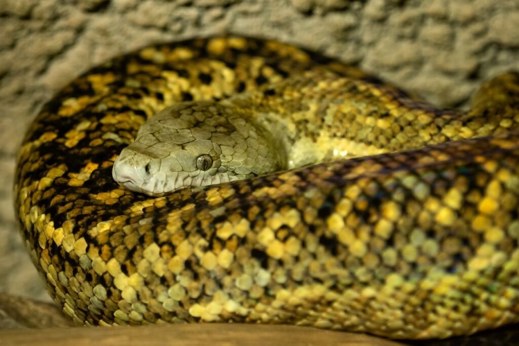 Jamaican boa, Epicrates subflavus, with yellow and brown skin. This snake is threatened with extinction.