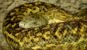 Jamaican boa, Epicrates subflavus, with yellow and brown skin. This snake is threatened with extinction.