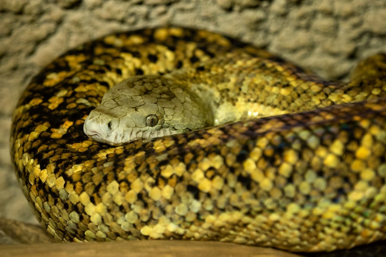 Jamaican boa, Epicrates subflavus, with yellow and brown skin. This snake is threatened with extinction.