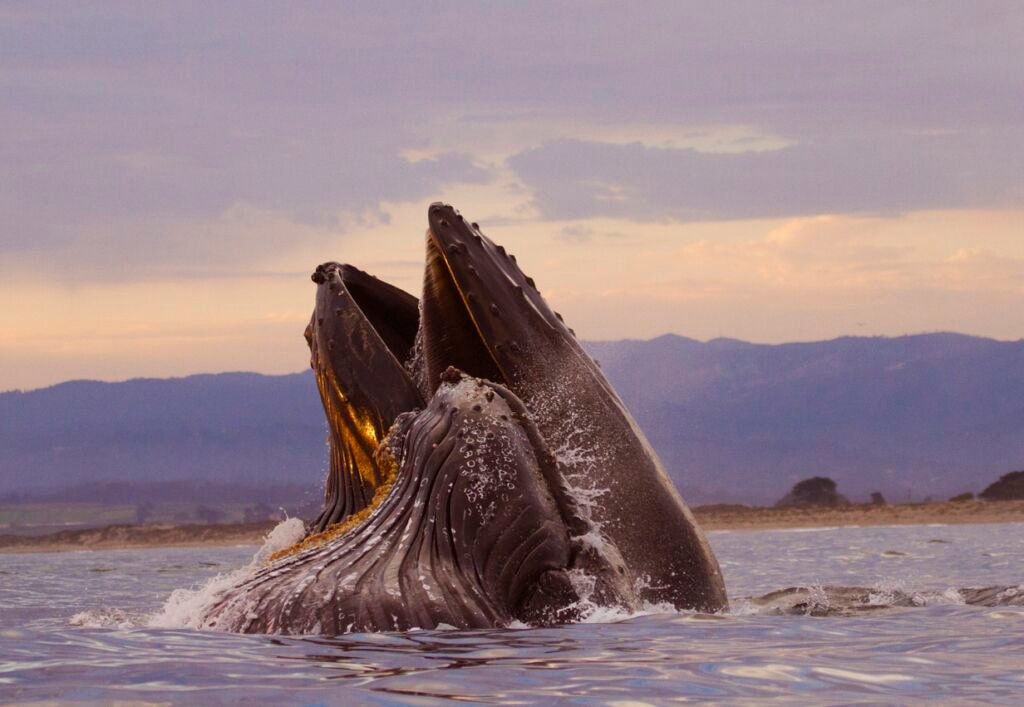 A mother humpback and her calf surface feed on anchovies in the Monterey Bay at sunset.