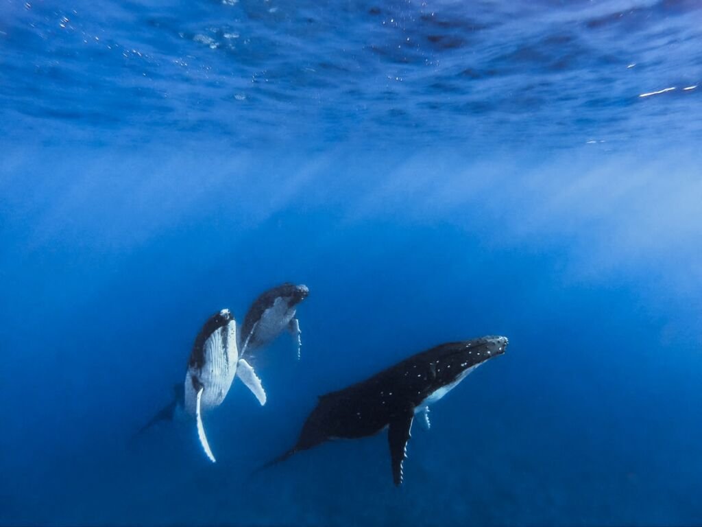 Trio of humpback whales, aberration in moorea in French Polynesia