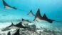 eagle rays swimming in Moorea, rocks on sea bottom