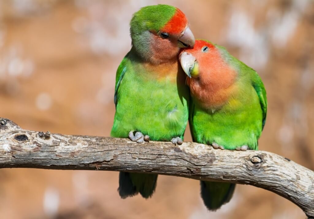 Moment of tenderness between a pair of parrots sitting on branch on the blurred background with copy space.