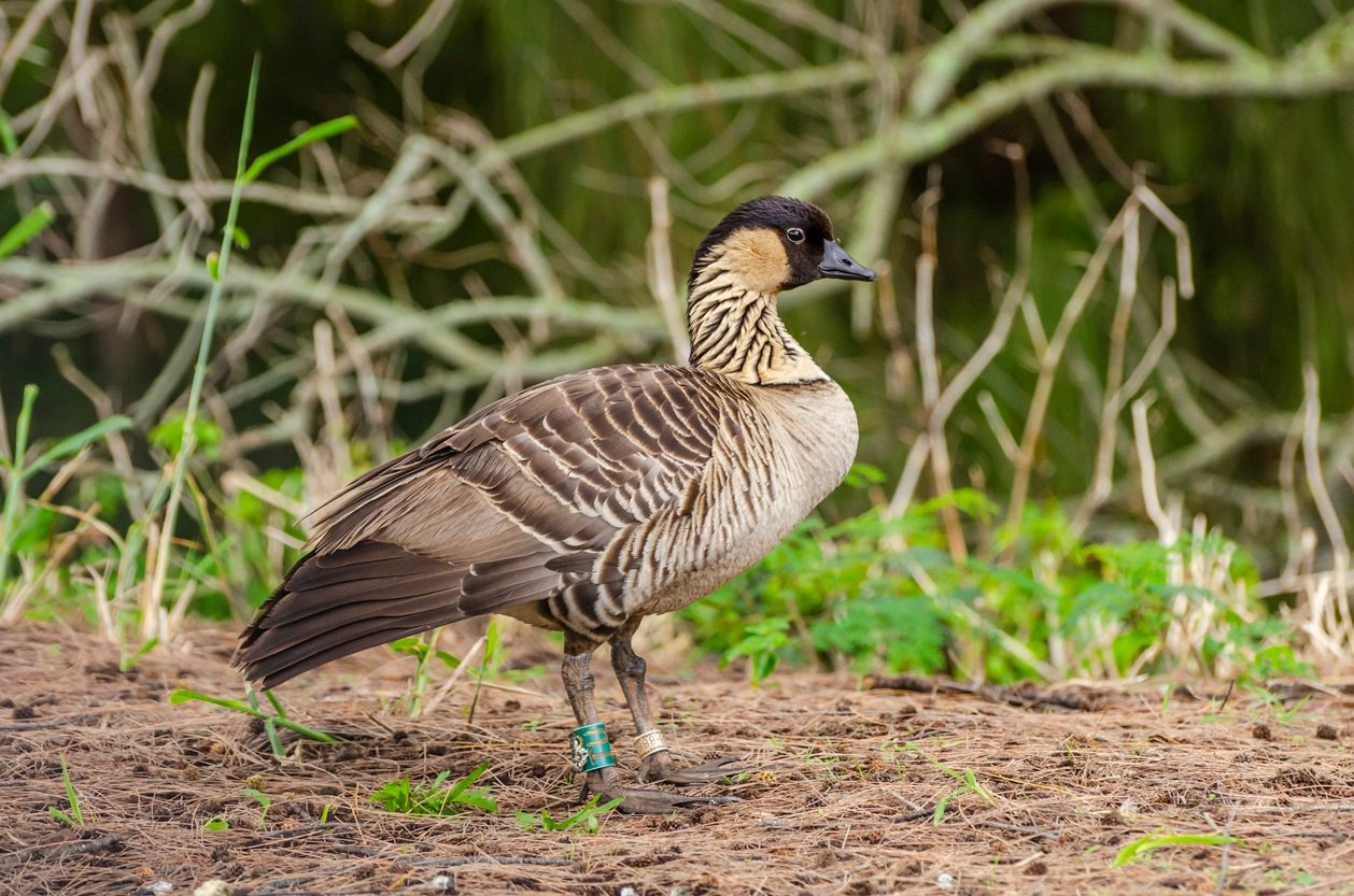Nene bird (Branta sandvicensis), AKA nene and Hawaiian goose, is endemic to the Hawaiian Islands, and is the official bird of the state of Hawaii.