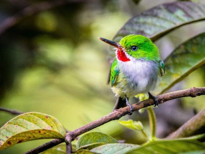 A puerto rican tody perched on a branch.