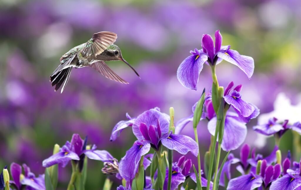 Hummingbird in flight with Irises Flowers over purple background
