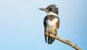 Belted Kingfisher Female