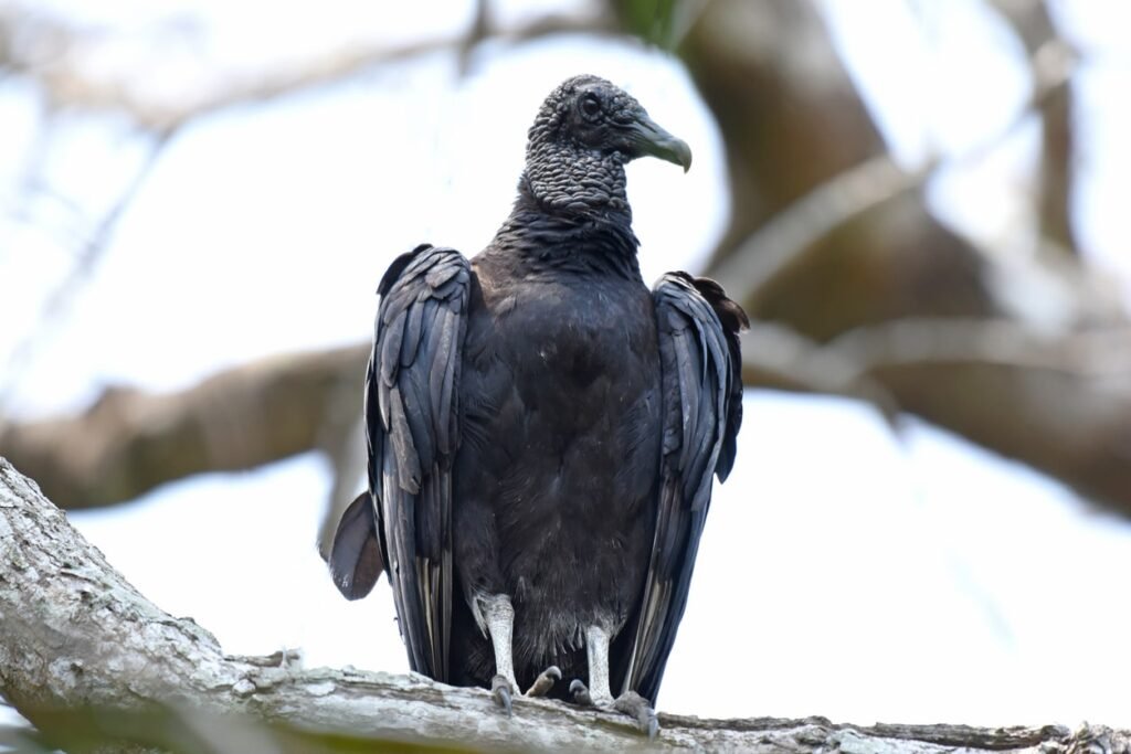 Black Vulture sitting on branch of tree