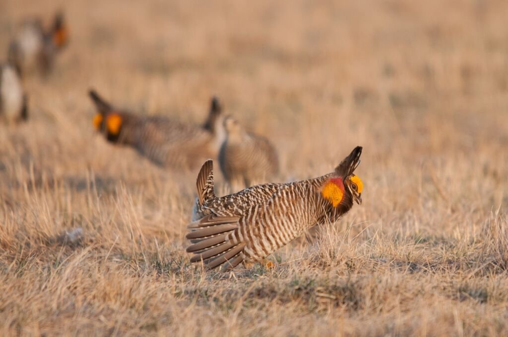 Greater Prairie Chicken on booming grounds.