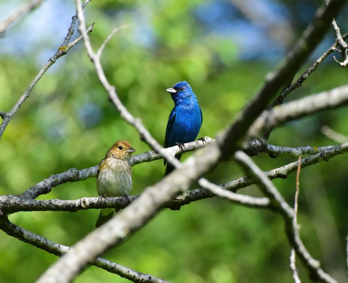 pair of Indigo Buntings that appeared to be defending their nest that was nestled in the shrubs along the trail.