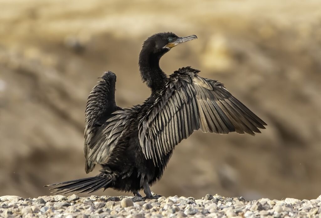 A neotropic cormorant drying its wing with them spread in the sun