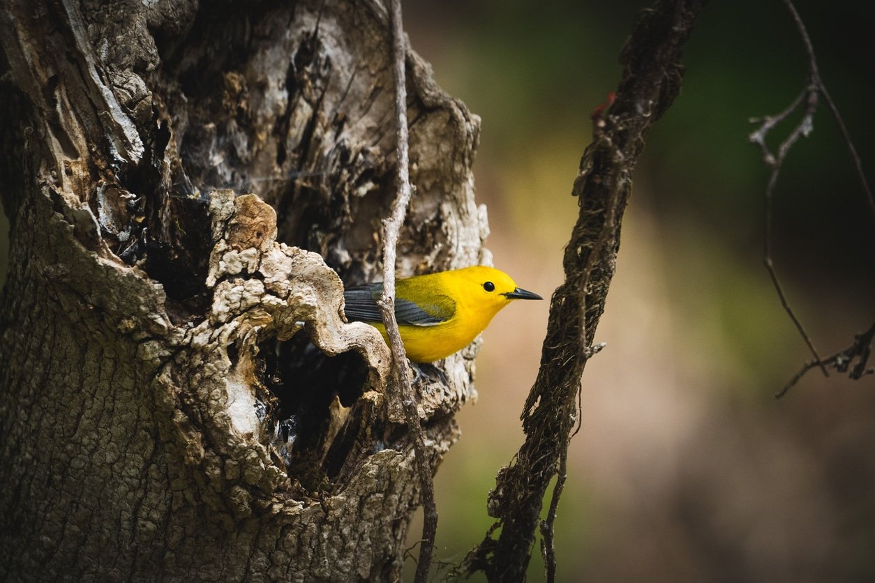 A selective focus shot of a Prothonotary warbler bird
