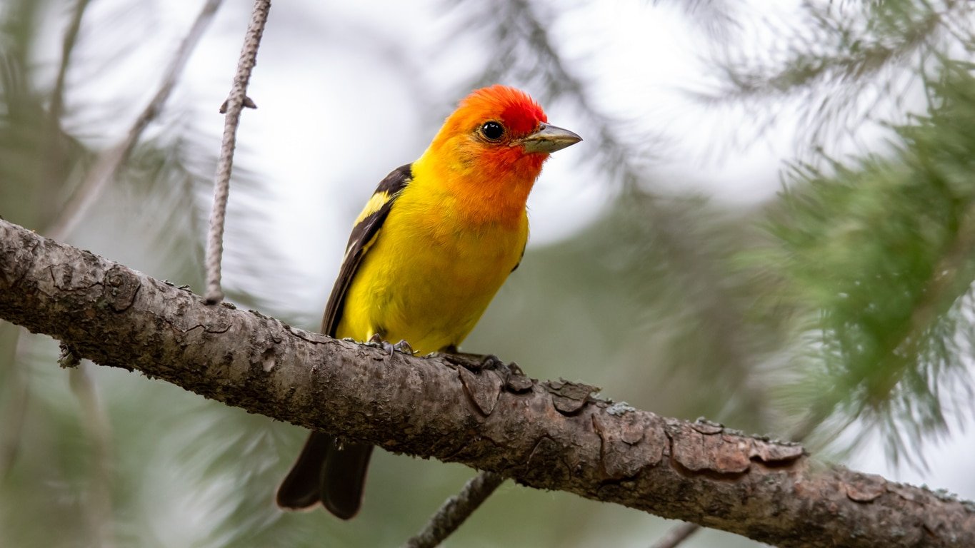 A beautiful male Western Tanager looks on from its perch on a fir tree.