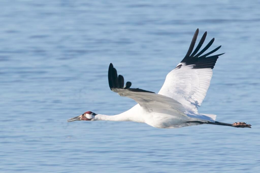 Whooping Crane Flying over Water