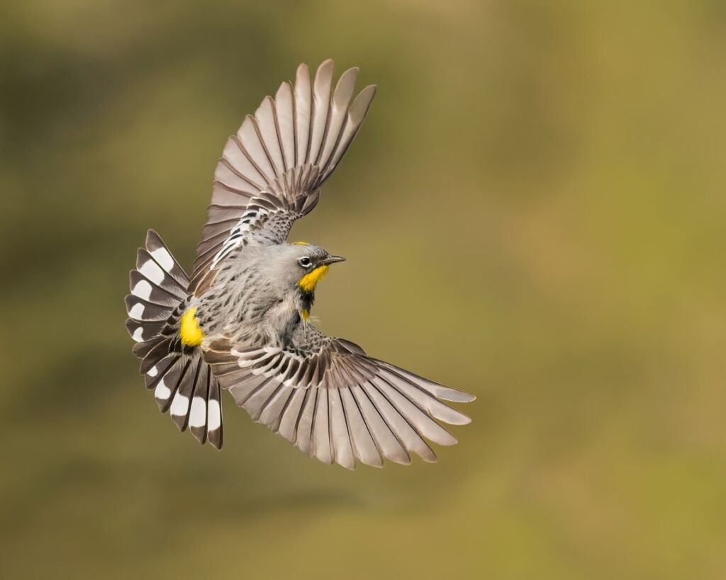 Yellow-rumped Warbler in flight