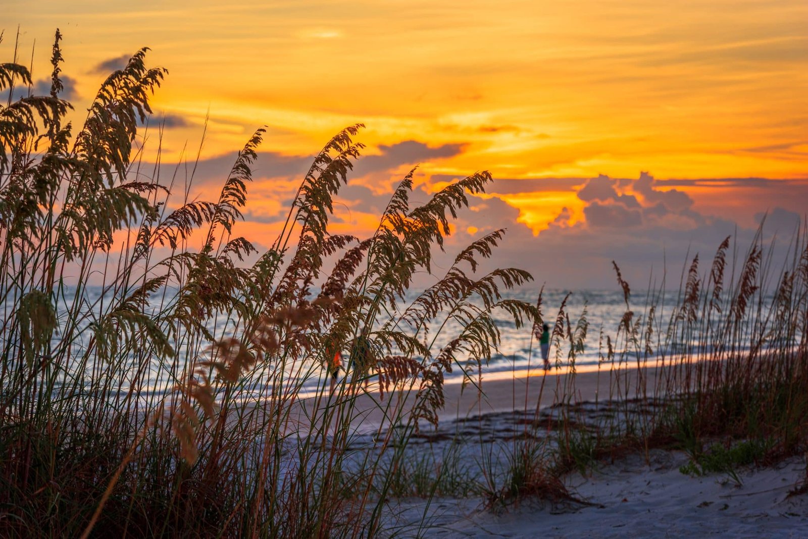 beach at sunset with grass in foreground