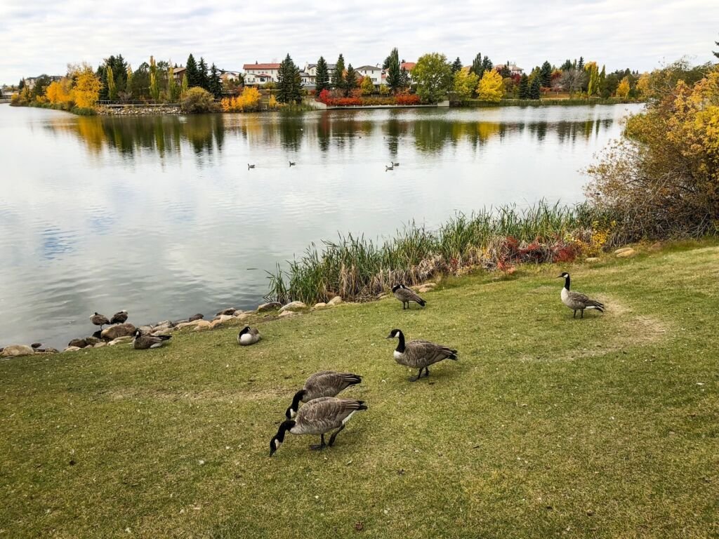 Hundreds of Canada geese are taking a day break on their way south in late September in Edmonton, Alberta, Canada, resting and restoring on Beaumaris Lake.
