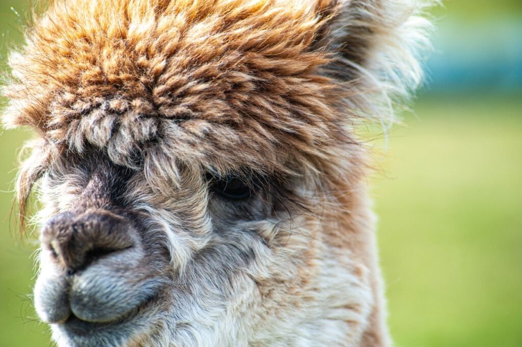 A close up portrait of an alpaca with brown head hair