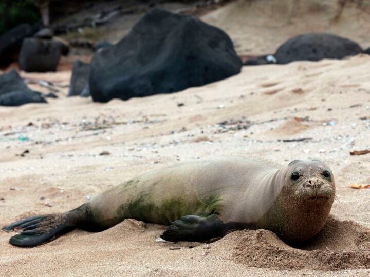 A monk seal takes a rest on the shores of Kauai, an island in Hawaii.