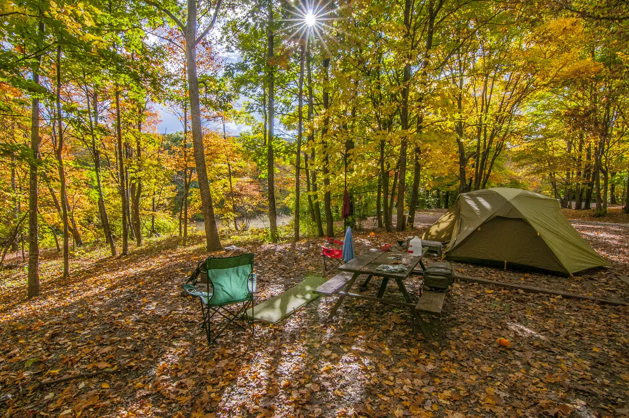 picnic table in forest