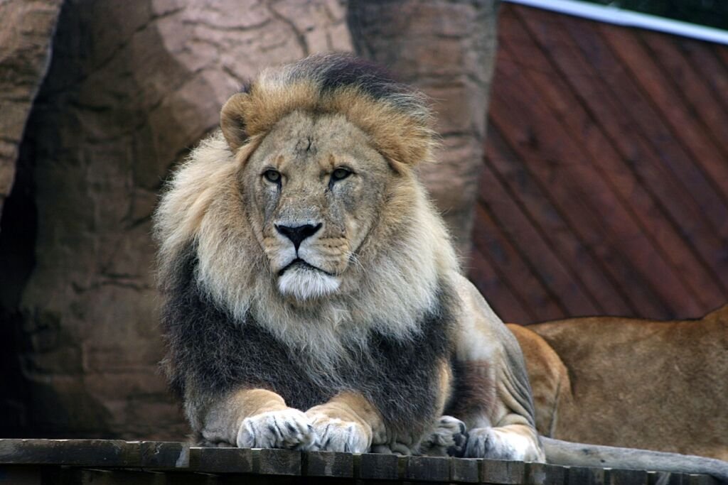 Magnificent male lion at Colchester Zoo, UK