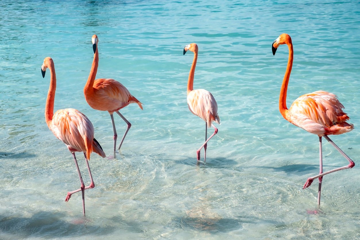 flamingoes in tropical water