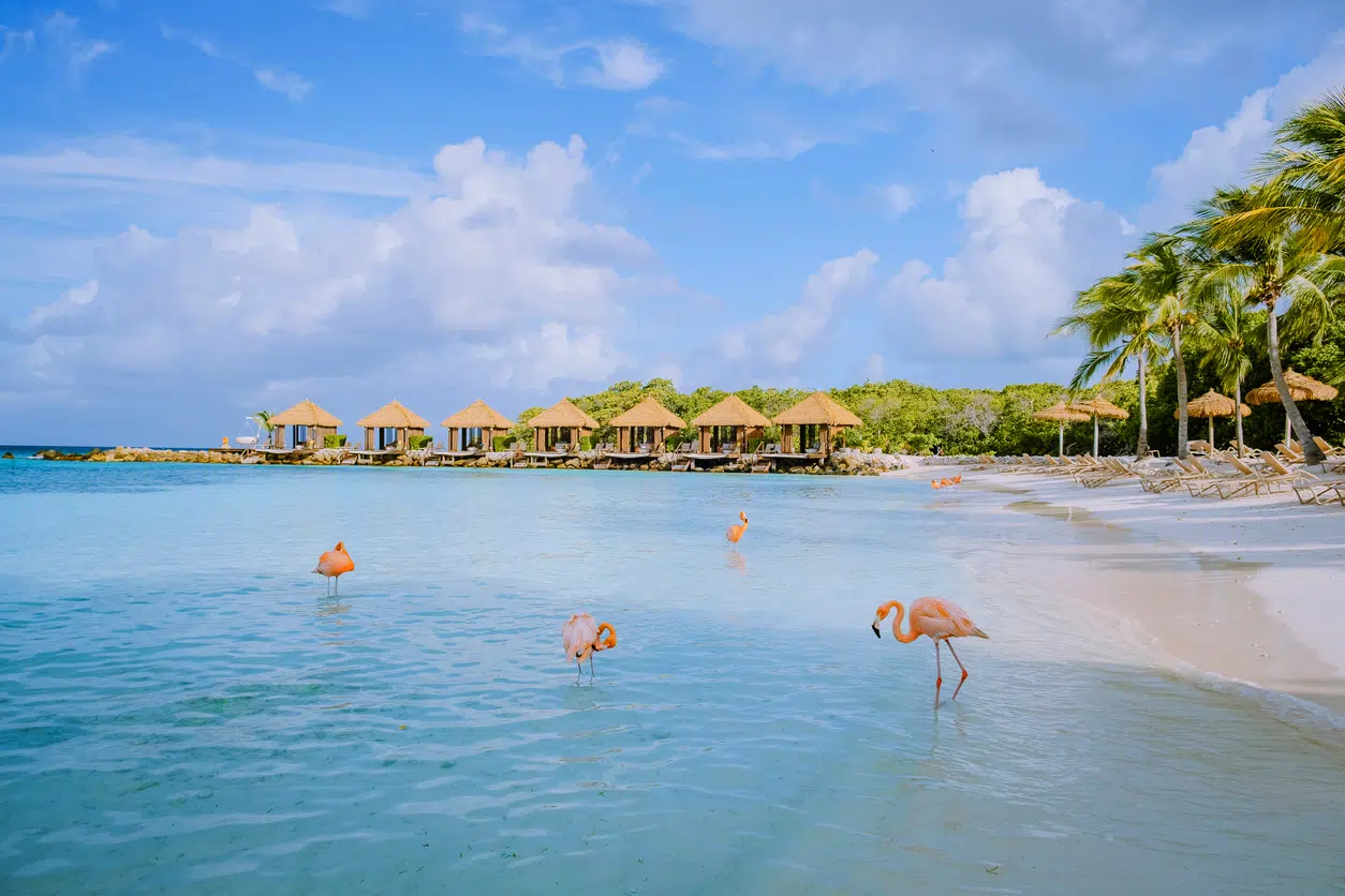 flamingoes in Aruba water