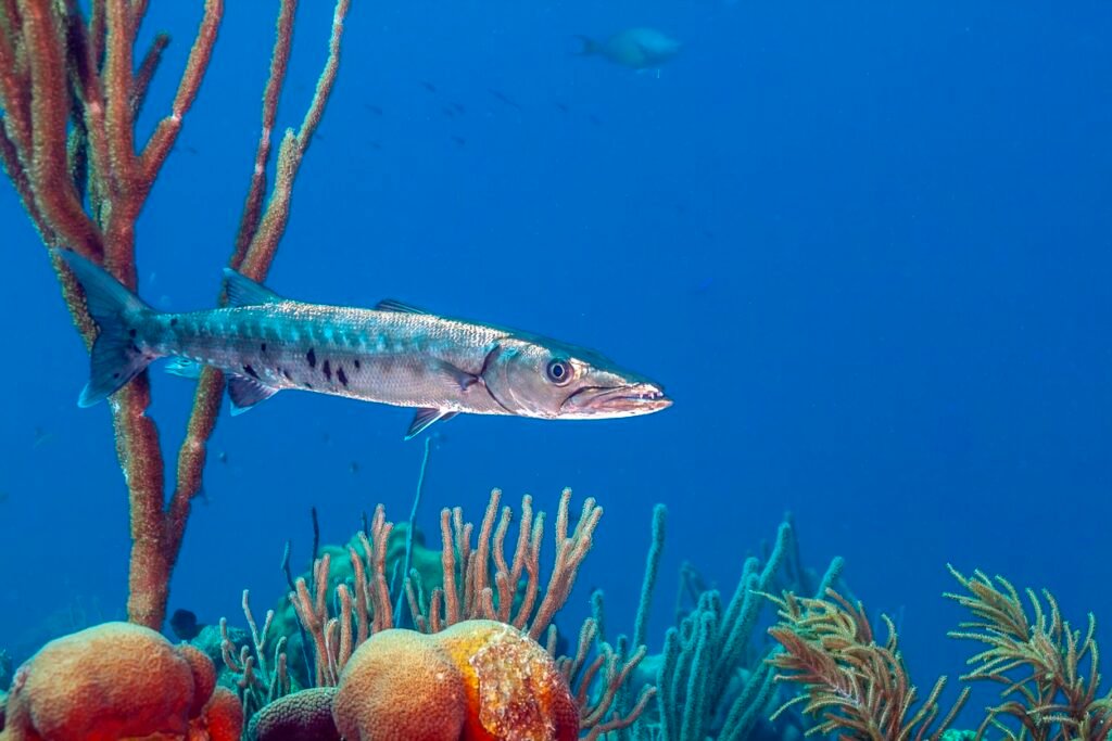 Barracuda swimming over coral